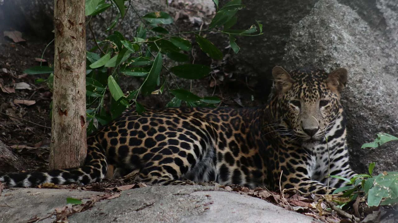 Leopard