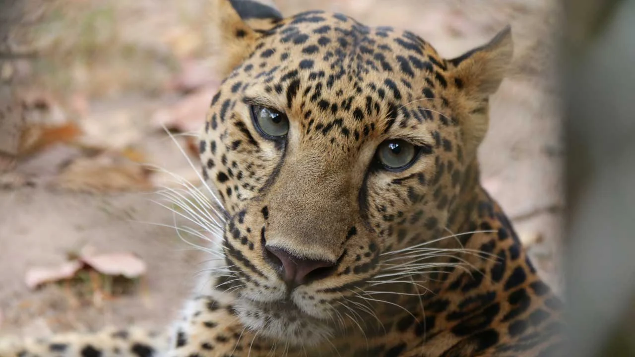 Leopard