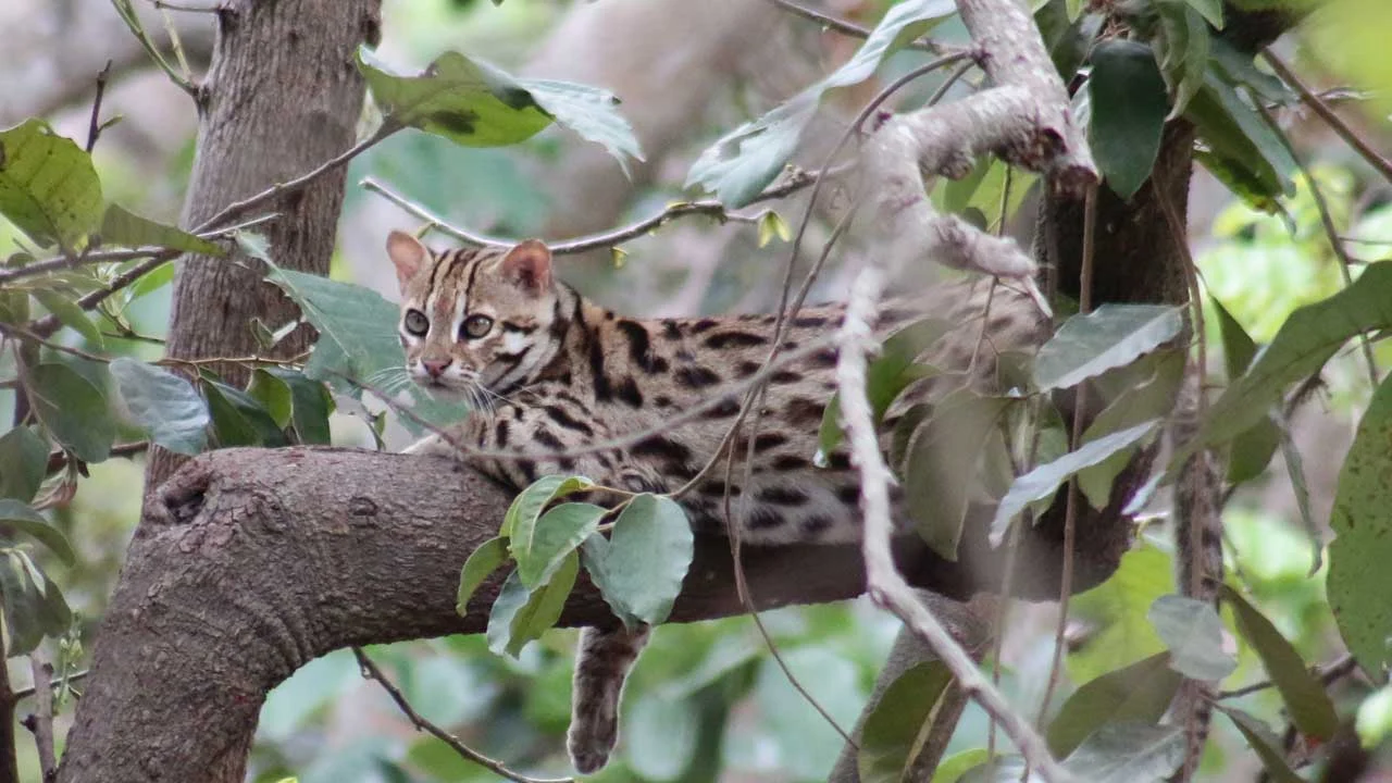 Leopard