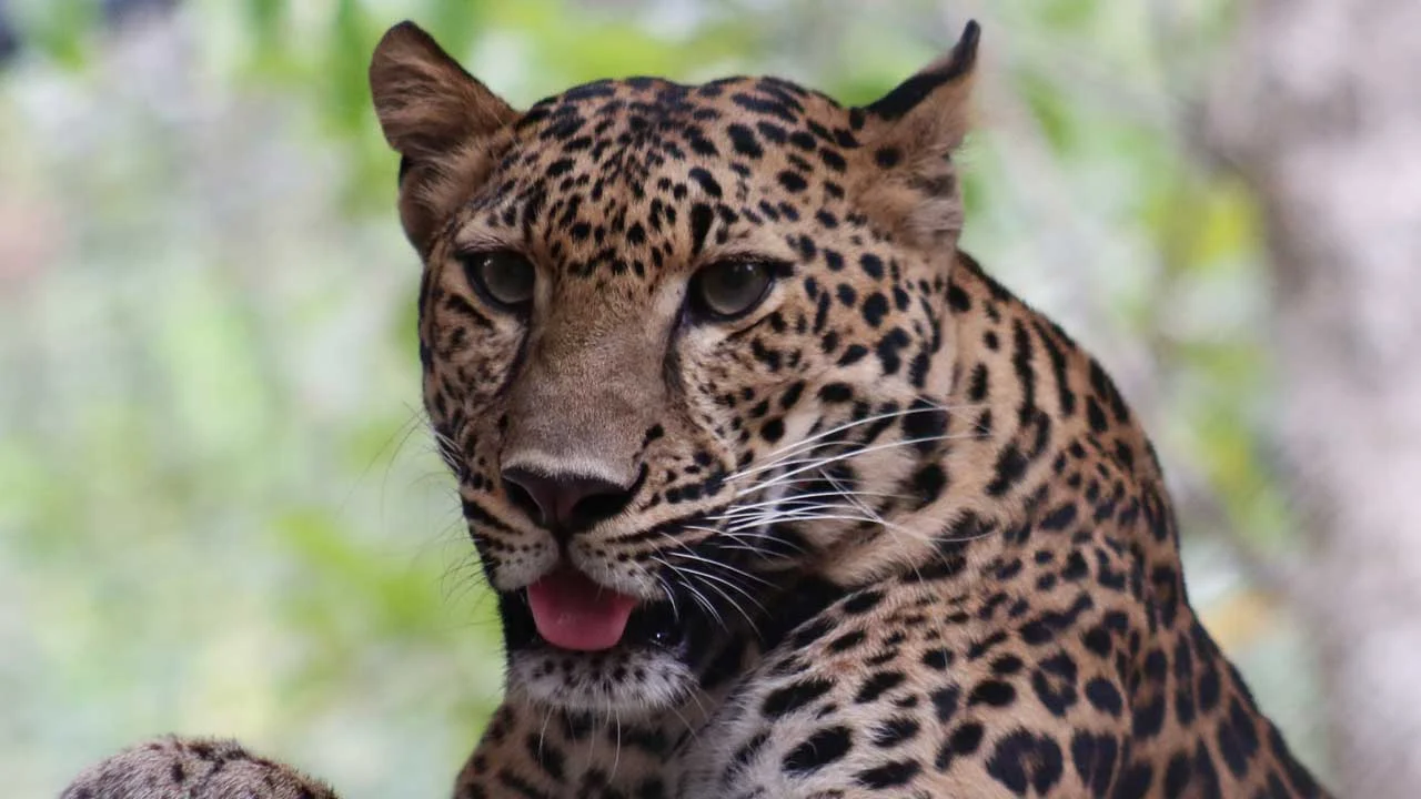 Leopard