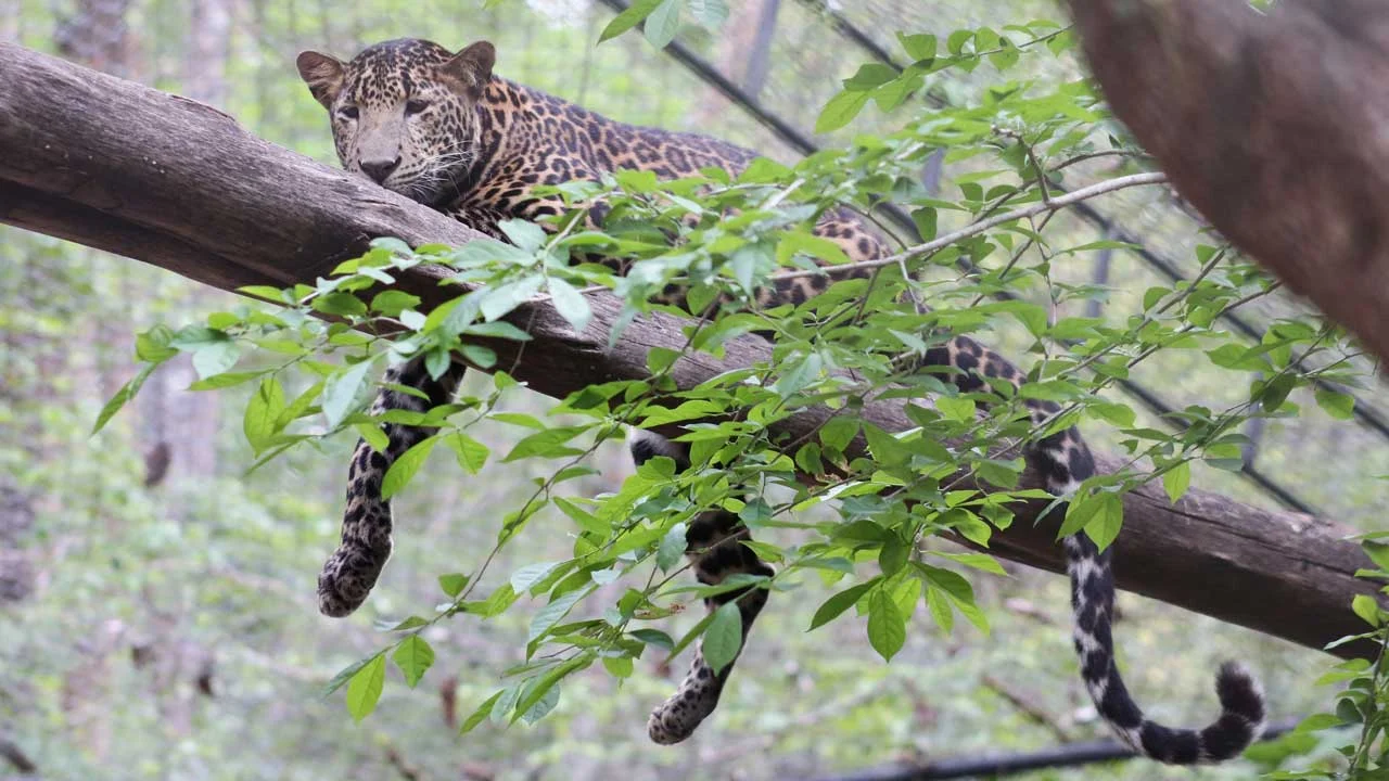 Leopard