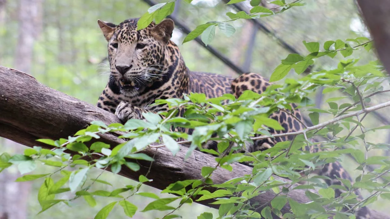 Leopard