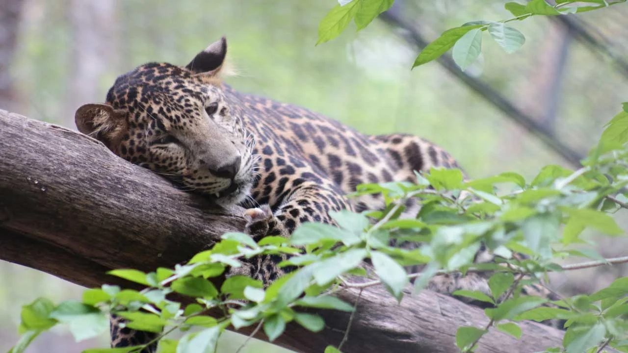 Leopard
