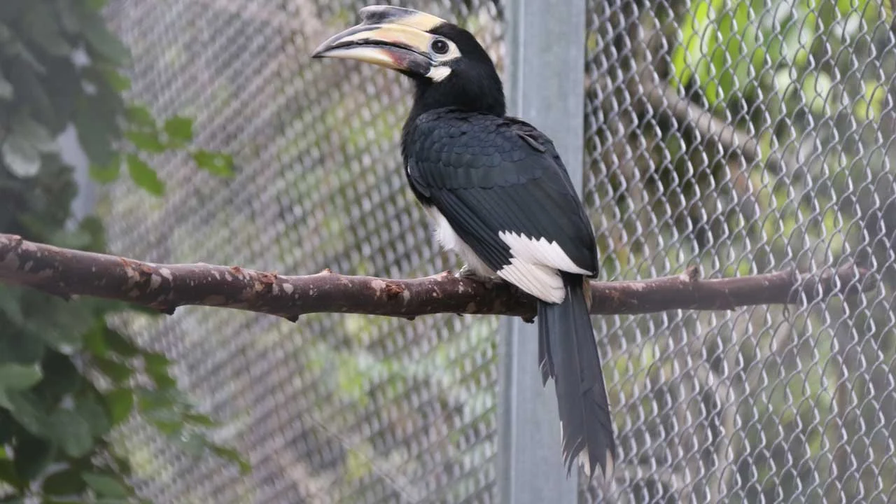 Oriental Pied Hornbill