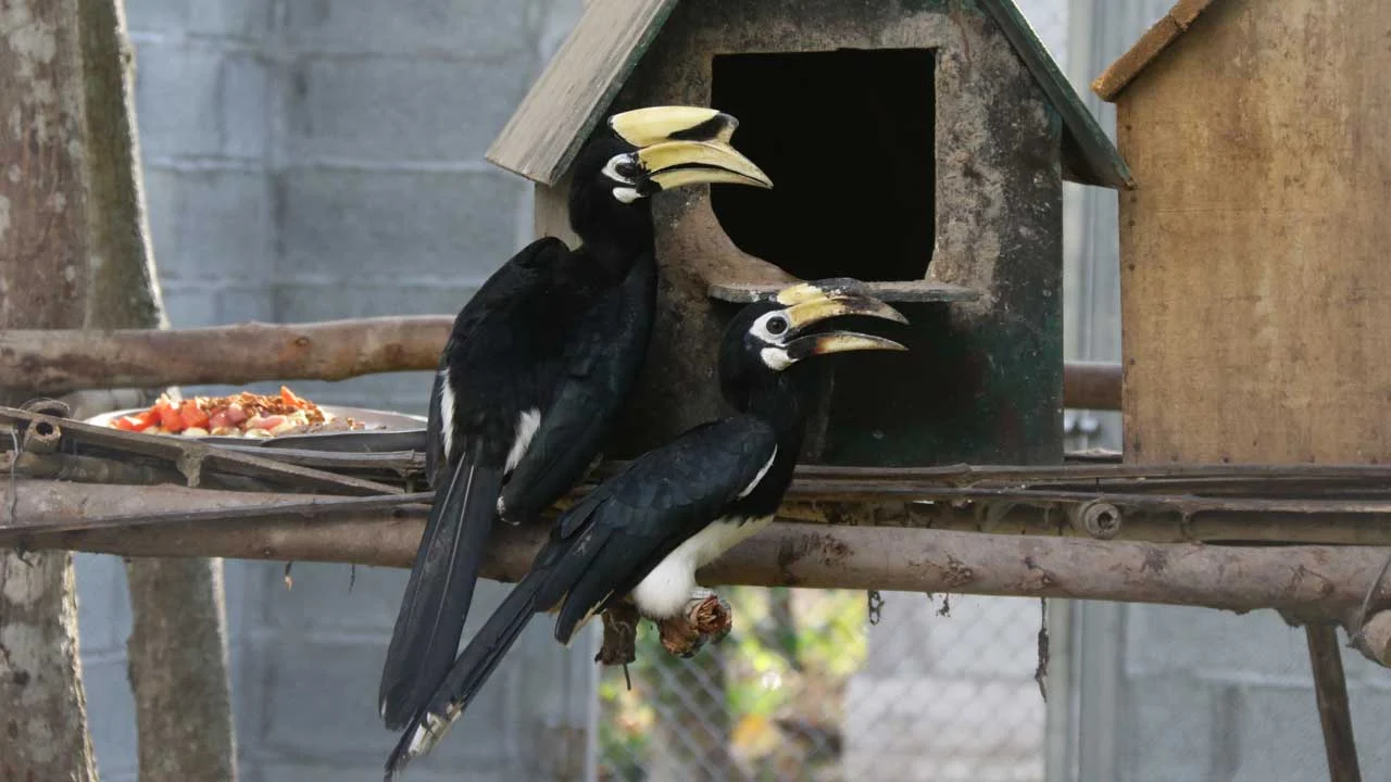 Oriental Pied Hornbill