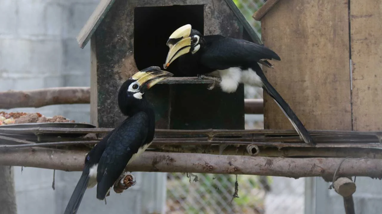 Oriental Pied Hornbill