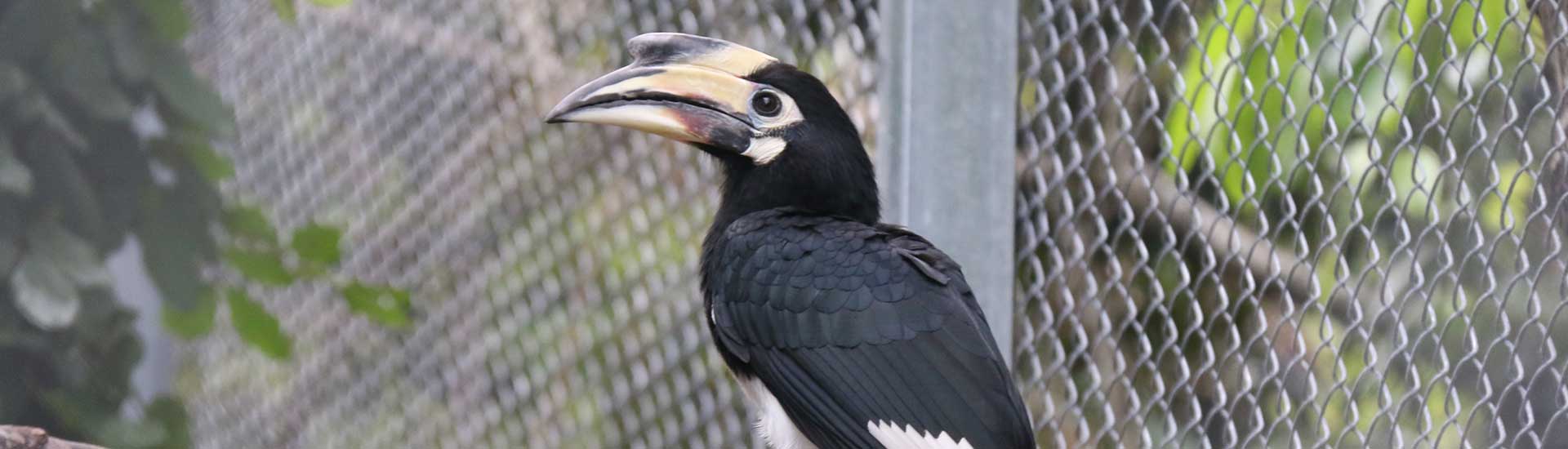 oriental-pied-hornbill-cover Oriental Pied Hornbill