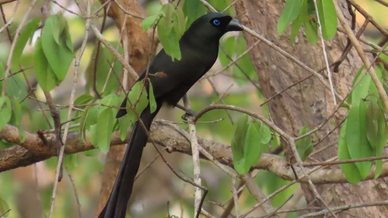 Racket-tailed Treepie
