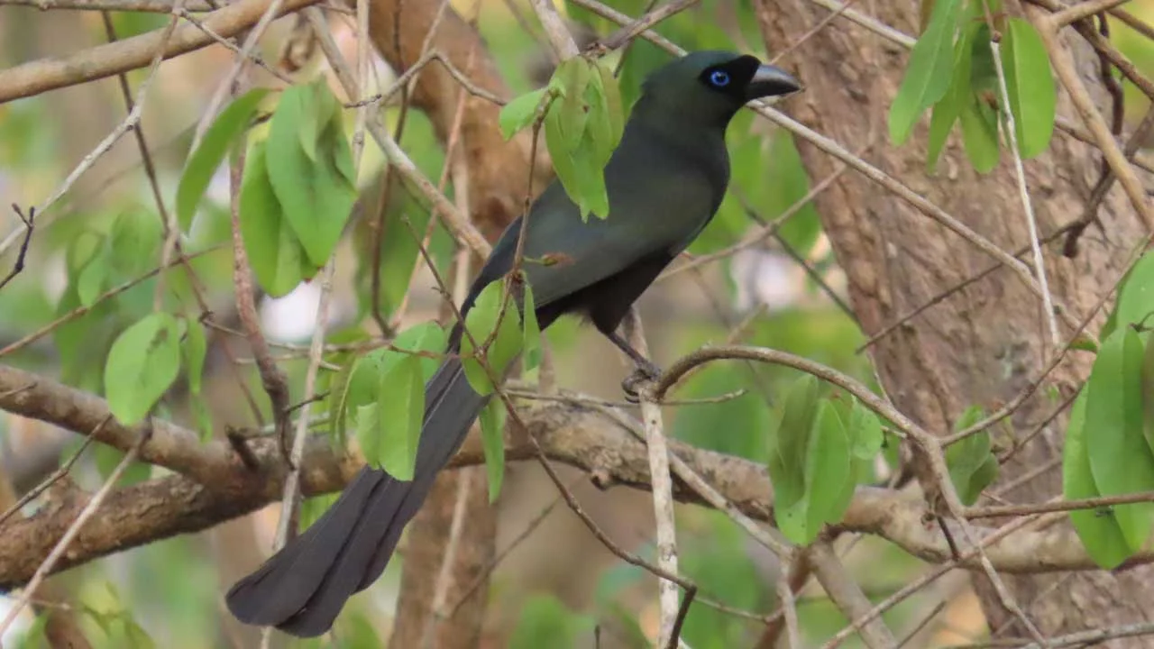 Racket-tailed Treepie