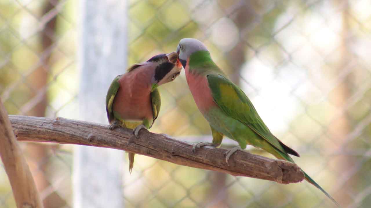 Red-breasted Parakeet