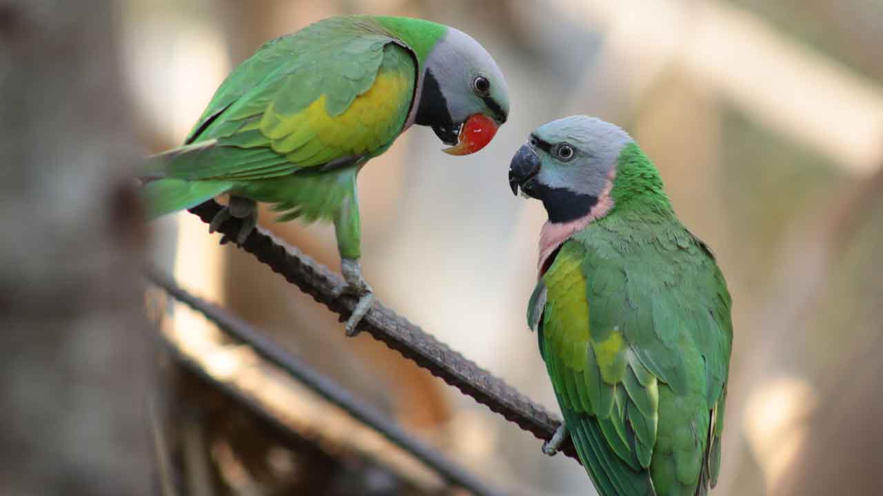 Red-breasted Parakeet