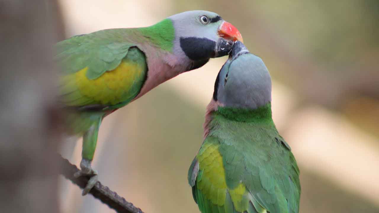 Red-breasted Parakeet