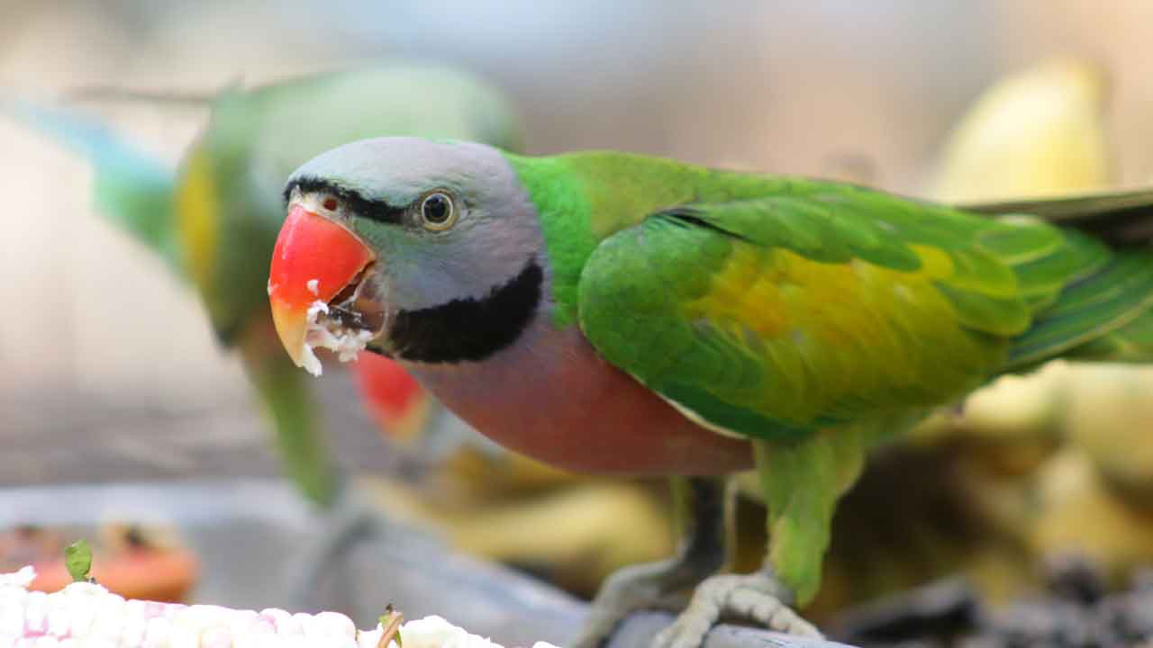 Red-breasted Parakeet