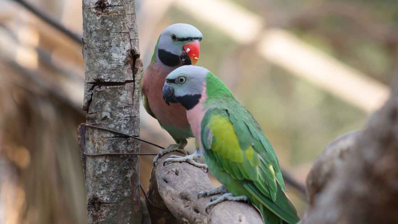 Red-breasted Parakeet