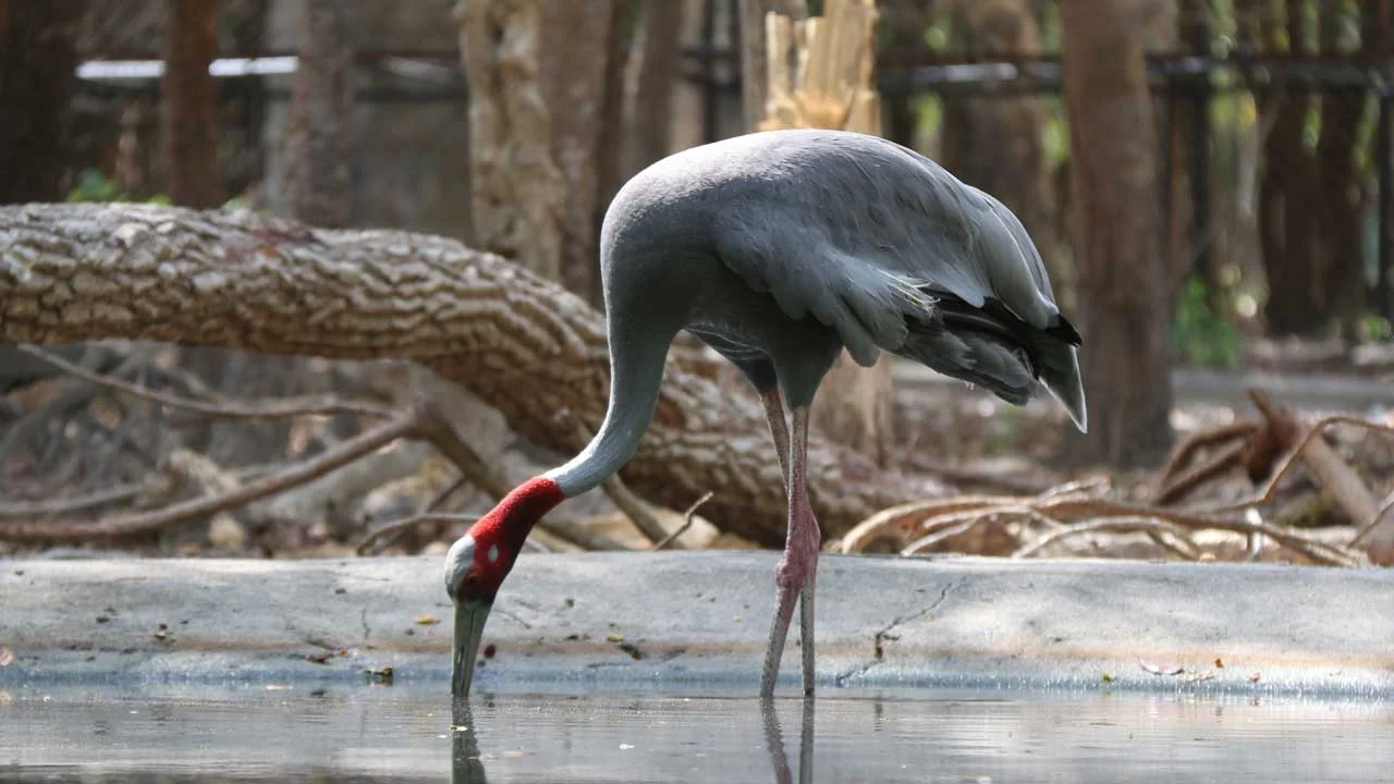 Sarus Cran