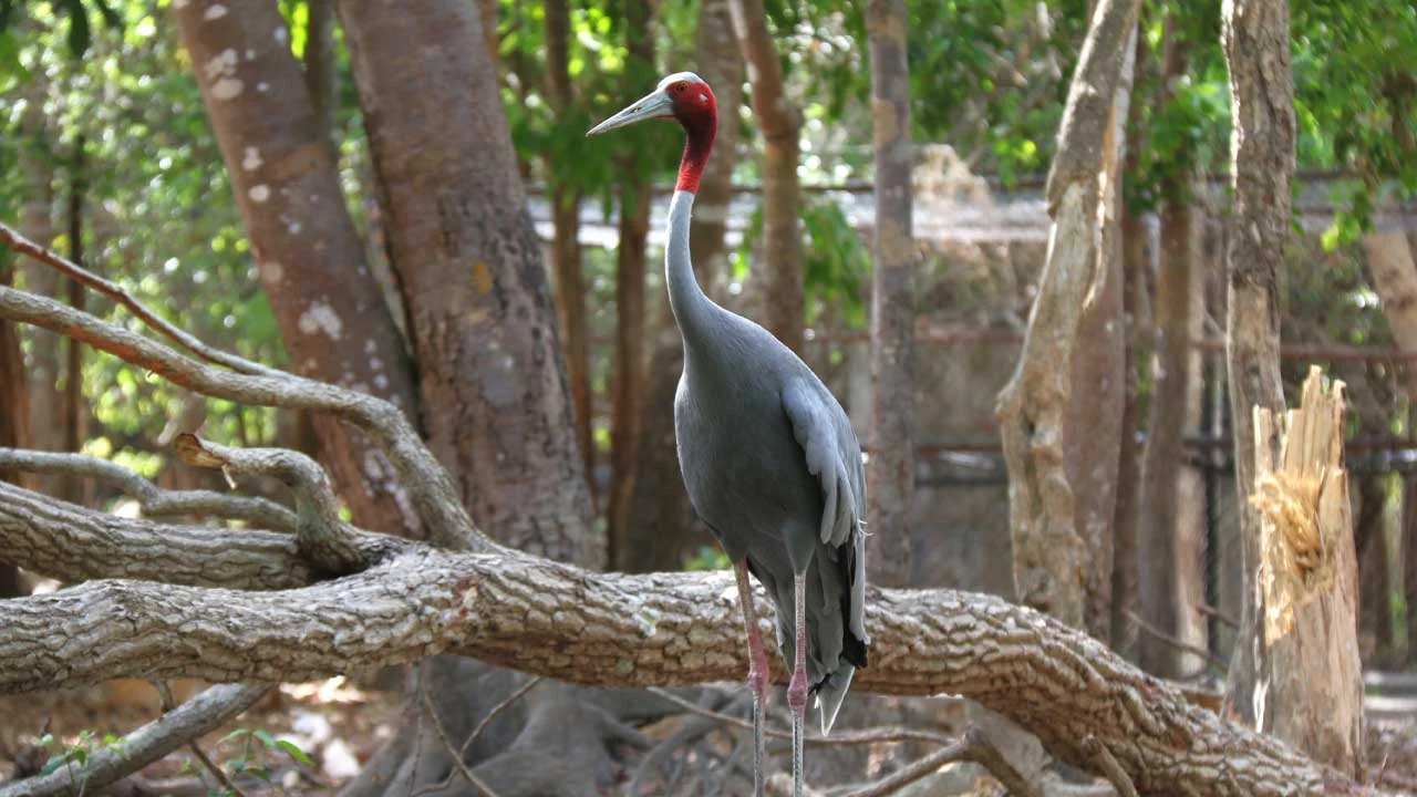 Sarus Cran