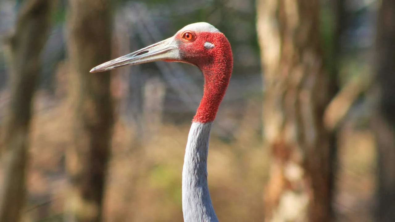 Sarus Cran