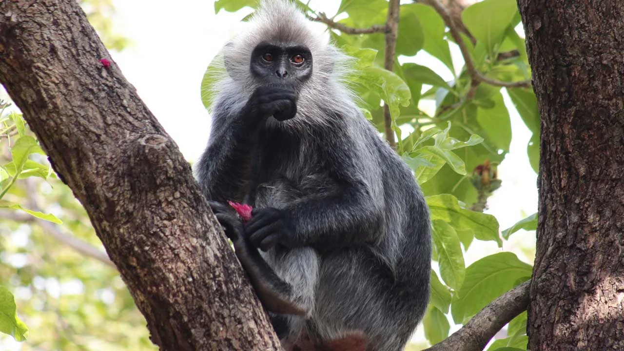 Silvered Langur