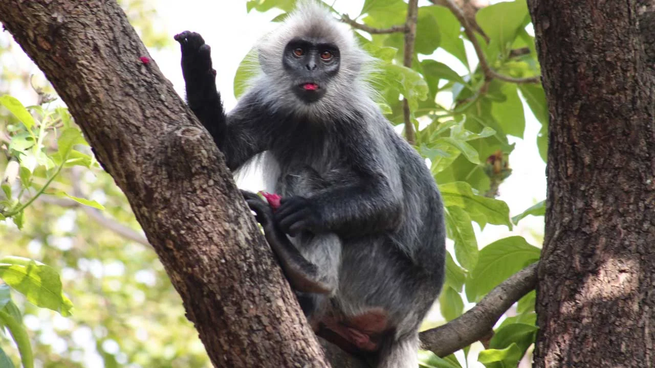 Silvered Langur