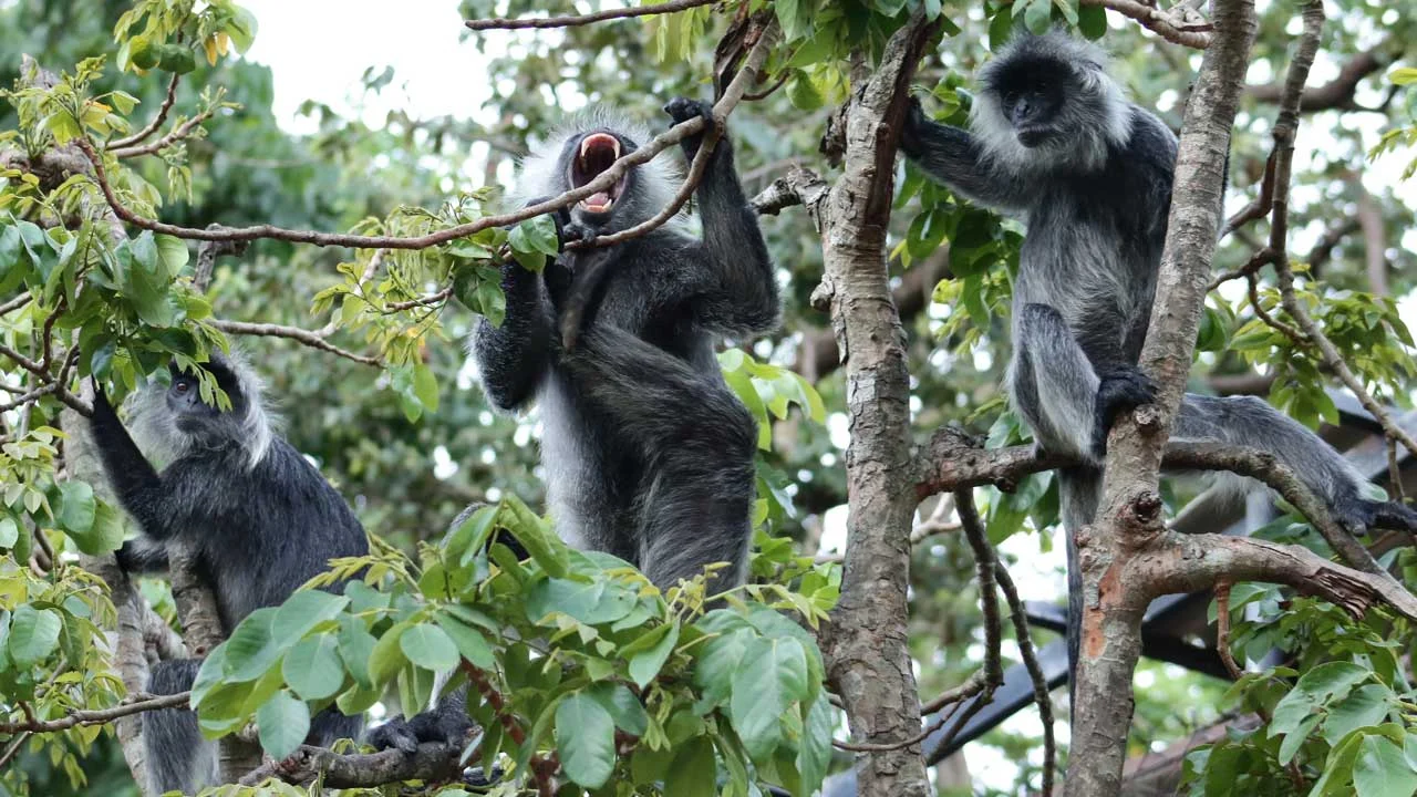 Silvered Langur