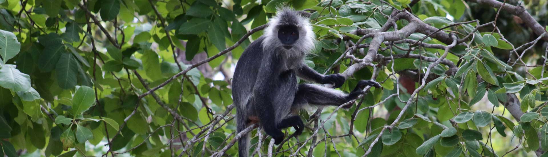 silvered-langur-cover Silvered Langur