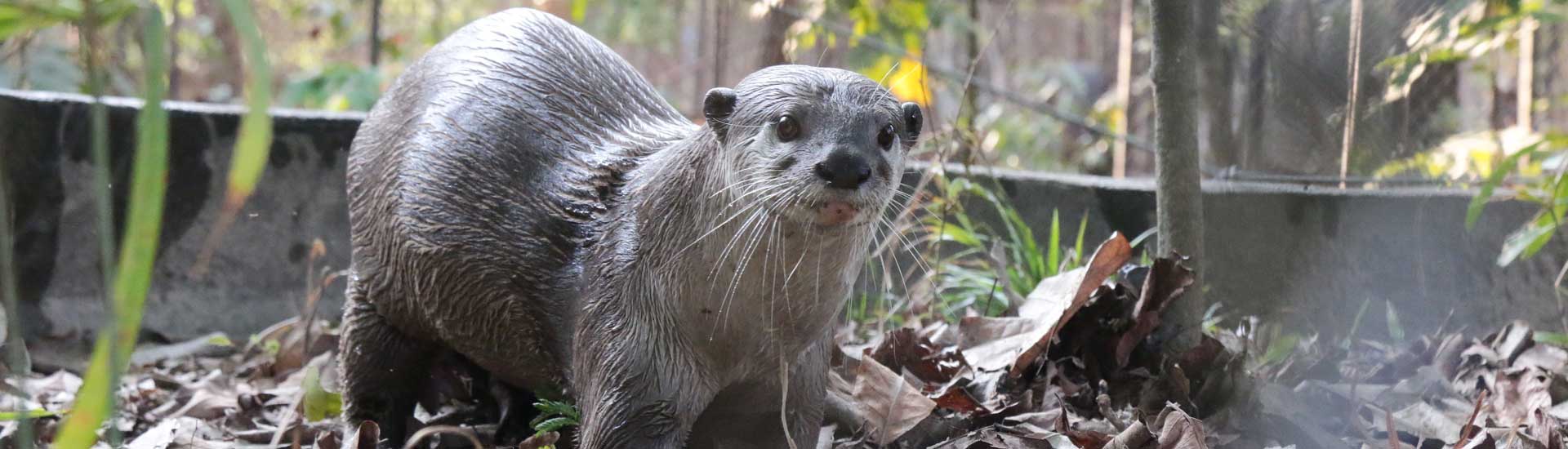 smooth-otter-cover Smooth Otter