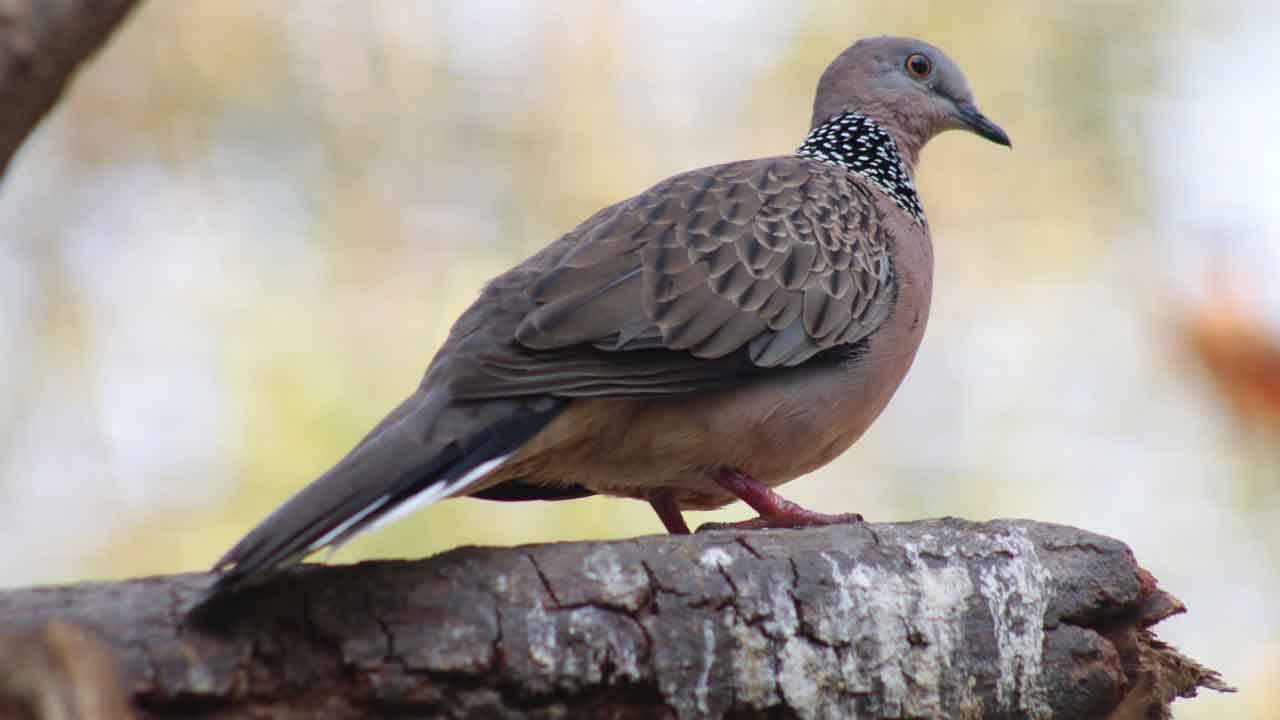 Spotted Dove