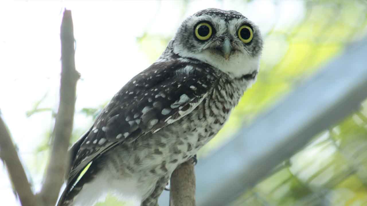 Spotted Owlet