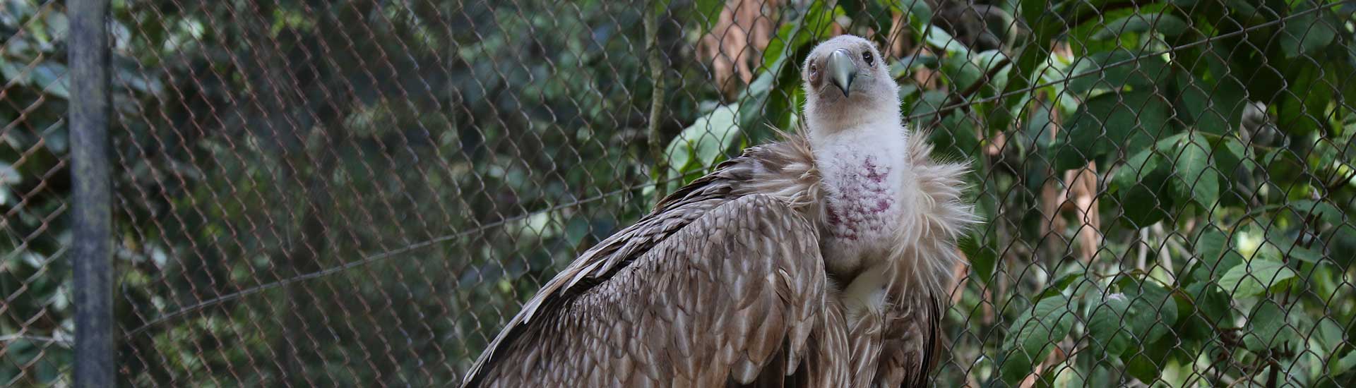 Vulture