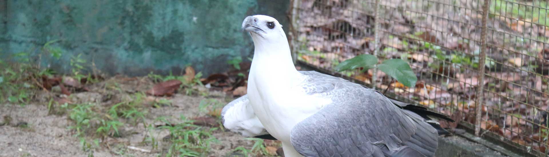 white-bellied-sea-eagle-cover White-bellied Sea Eagle