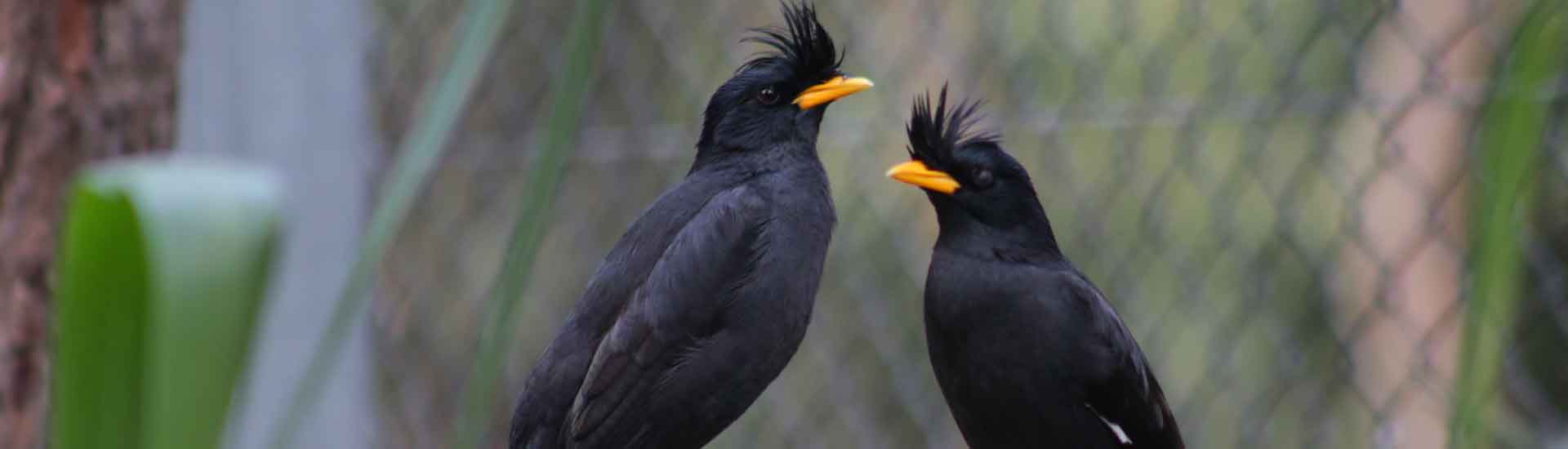white-vented-myna-cover White-vented Myna