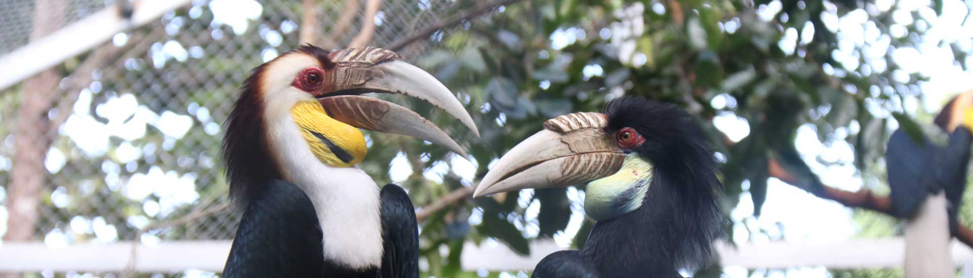 wreathed-hornbill-cover Wreathed Hornbill